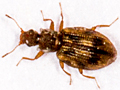 Cartodere bifasciata